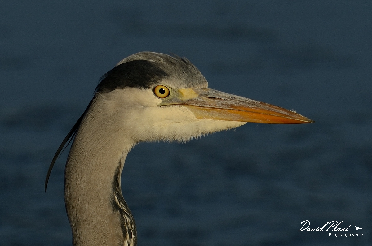 David Plant Photography - Wildlife Photography - Grey heron - J.jpg - Grey heron head - Cambridgeshire