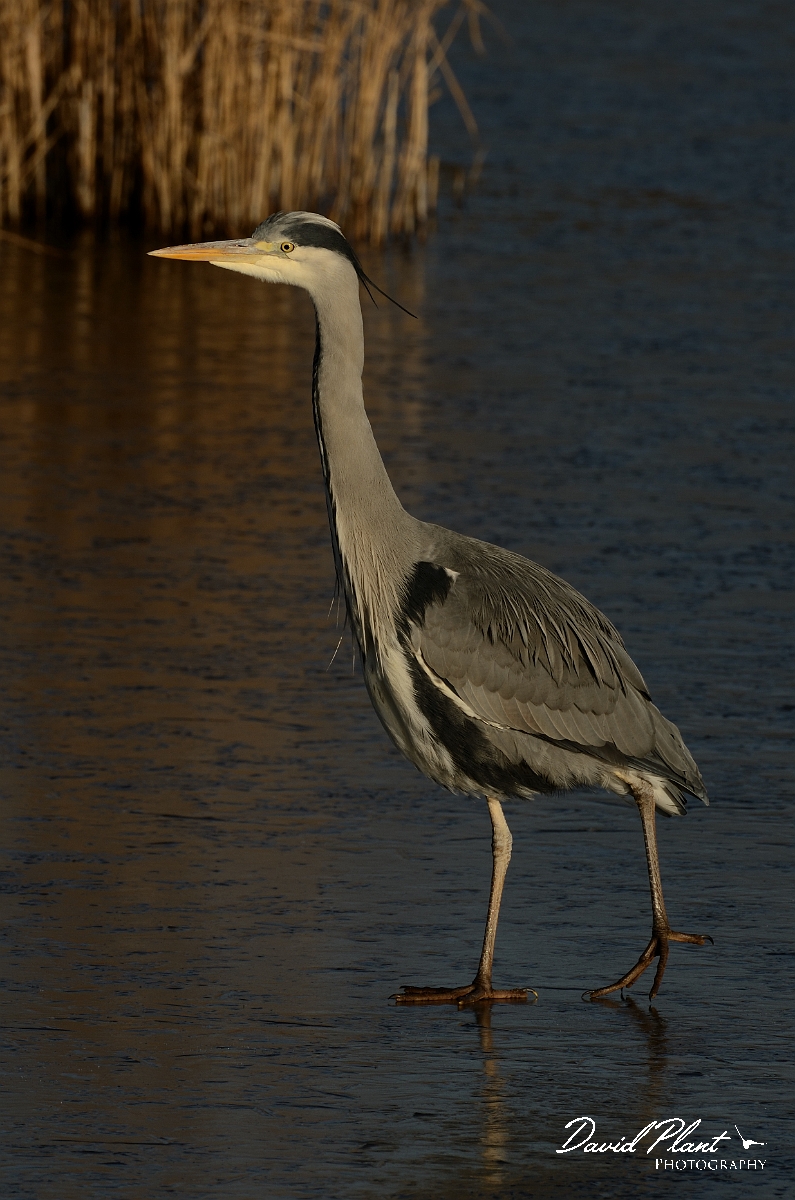 David Plant Photography - Wildlife Photography - Grey heron - K.jpg - Grey heron walking on ice - Cambridgeshire