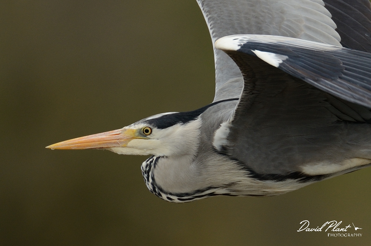 David Plant Photography - Wildlife Photography - Grey heron - O.jpg - Grey heron in flight - Cambridgeshire