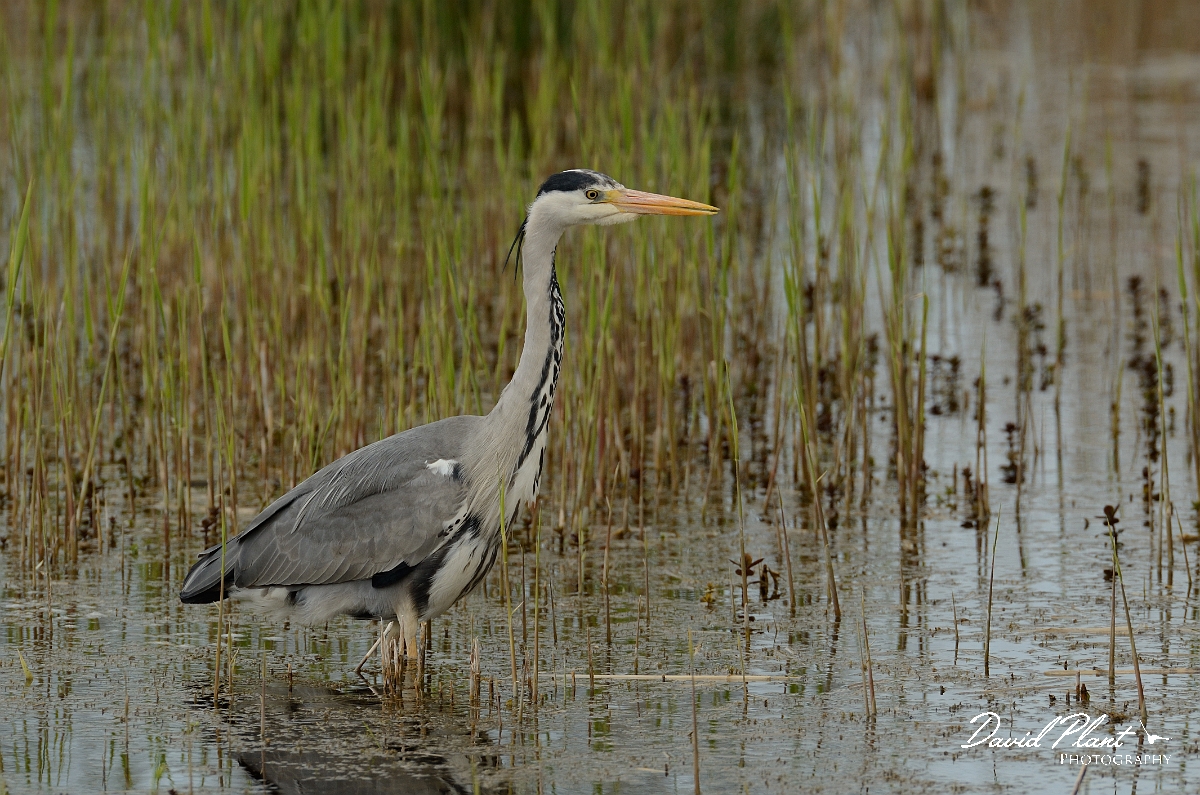 David Plant Photography - Wildlife Photography - Grey heron - R.jpg - Grey heron wading - Cambridgeshire