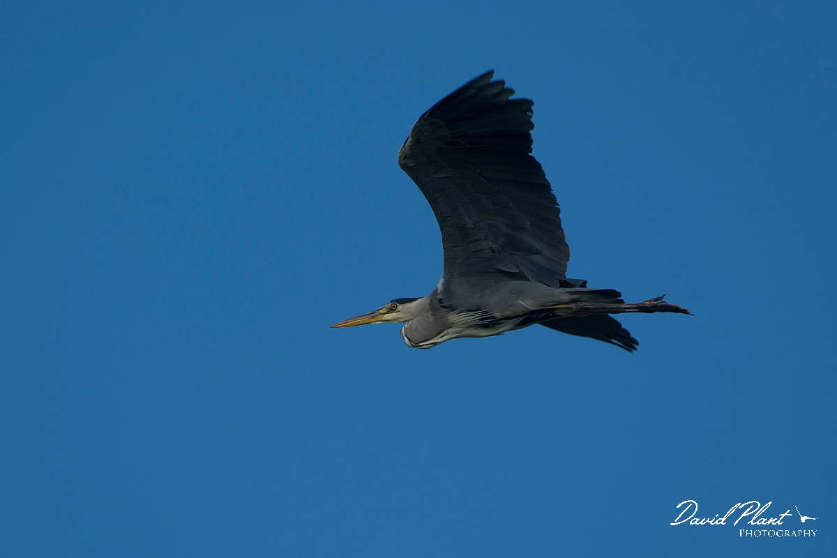 David Plant Photography - Wildlife Photography - Grey heron - S.jpg - Grey heron - Anglesey