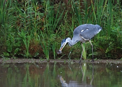 David Plant Photography - Wildlife Photographer - Grey heron with vole - C