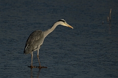 David Plant Photography - Wildlife Photography - Grey heron - I