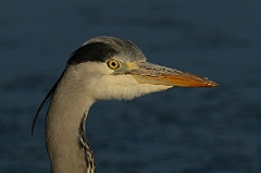 David Plant Photography - Wildlife Photography - Grey heron - J