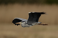 David Plant Photography - Wildlife Photography - Grey heron - N