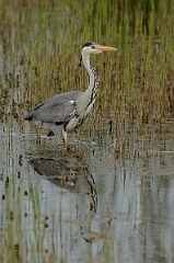 David Plant Photography - Wildlife Photography - Grey heron - Q
