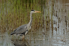 David Plant Photography - Wildlife Photography - Grey heron - R