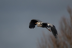 David Plant Photography - Wildlife Photography - Grey heron - T