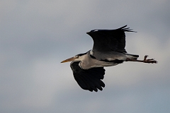 David Plant Photography - Wildlife Photography - Grey heron - U
