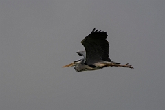 David Plant Photography - Wildlife Photography - Grey heron - V
