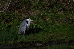 David Plant Photography - Wildlife Photography - Grey heron - W