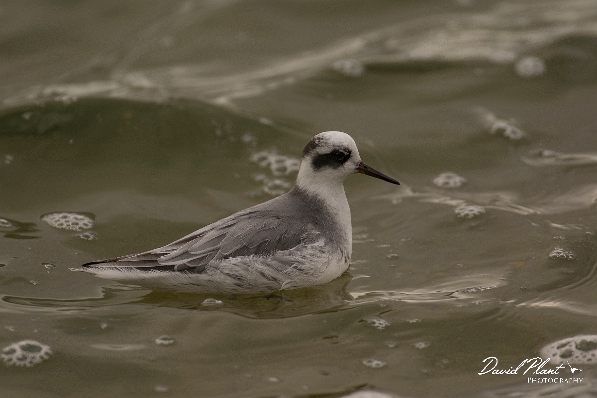 David Plant Photography - Wildlife Photography - Grey phalarope - B.jpg - Grey phalarope - Oxfordshire