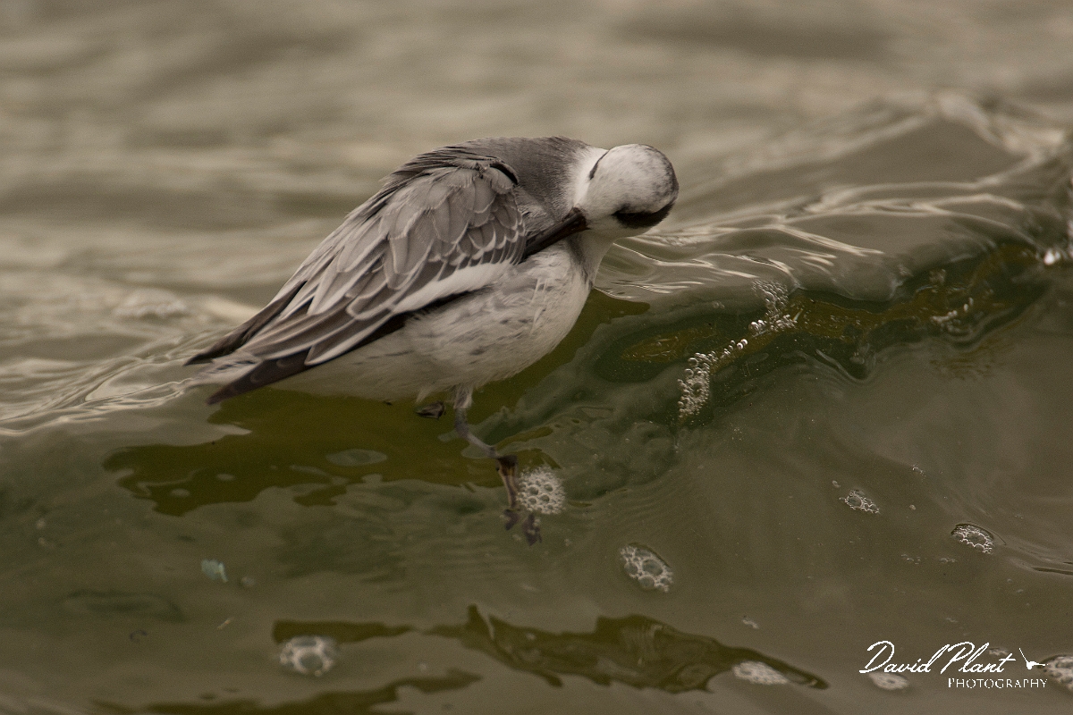 David Plant Photography - Wildlife Photography - Grey phalarope - C.jpg - Grey phalarope - Oxfordshire