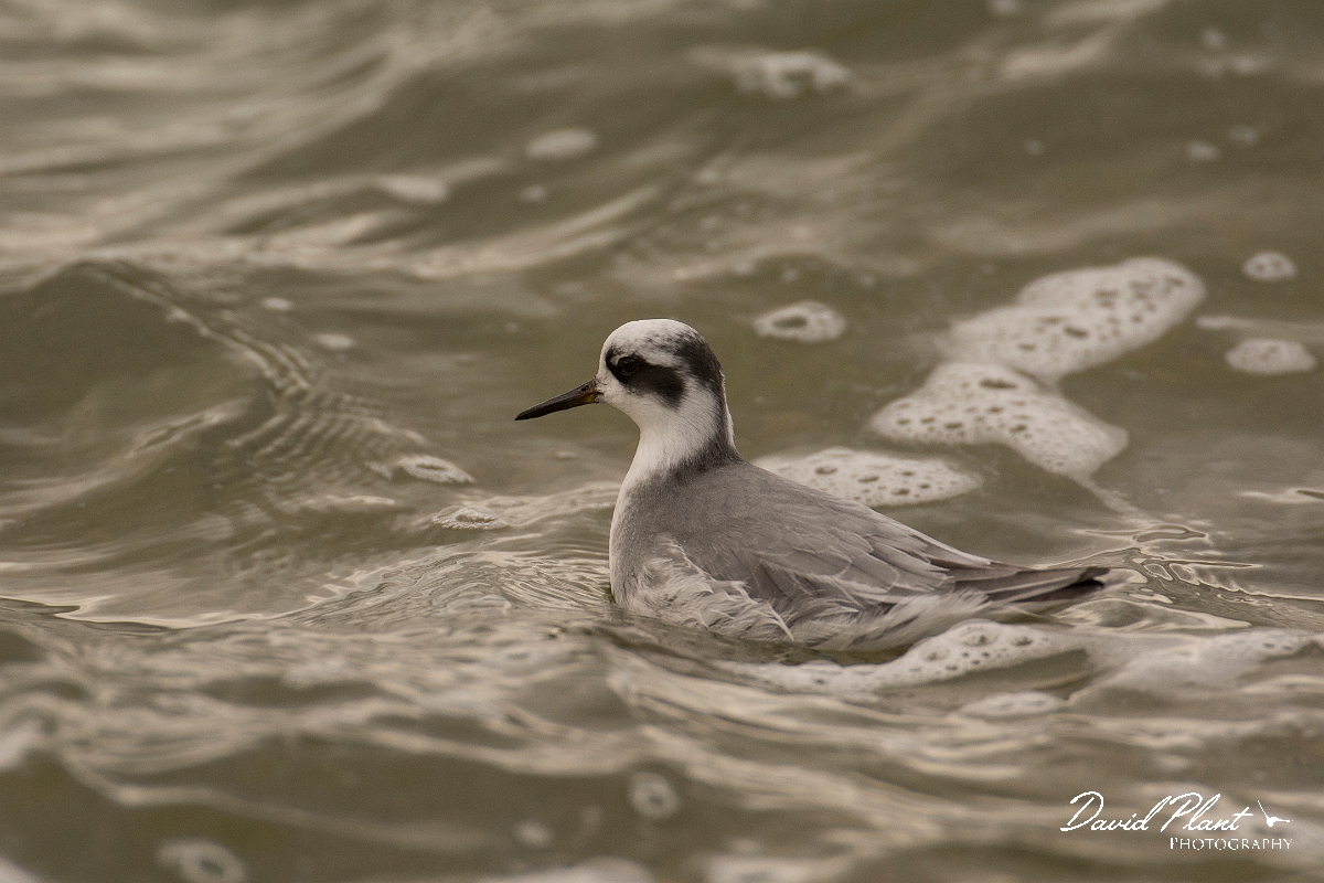 David Plant Photography - Wildlife Photography - Grey phalarope - D.jpg - Grey phalarope - Oxfordshire