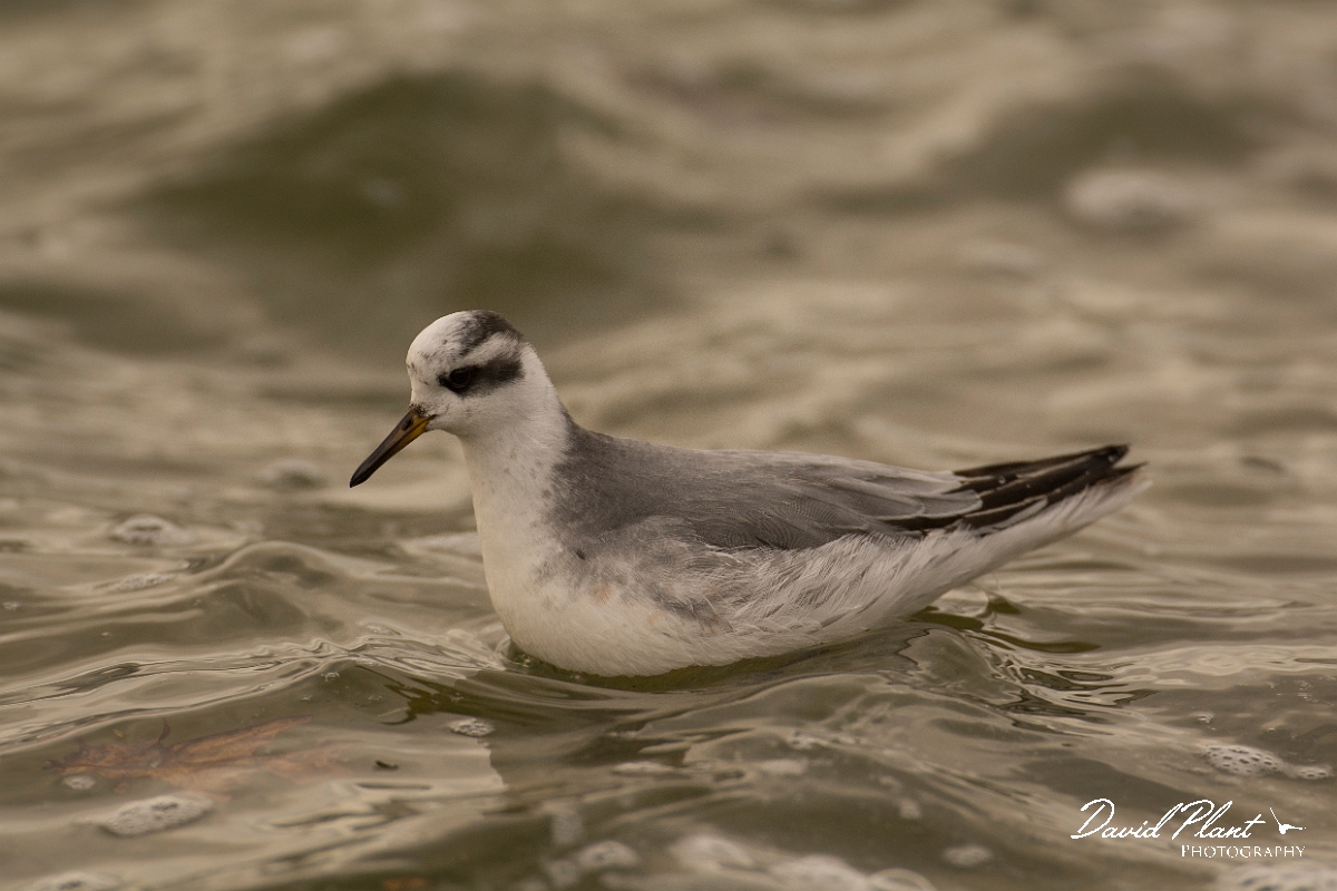 David Plant Photography - Wildlife Photography - Grey phalarope - E.jpg - Grey phalarope - Oxfordshire