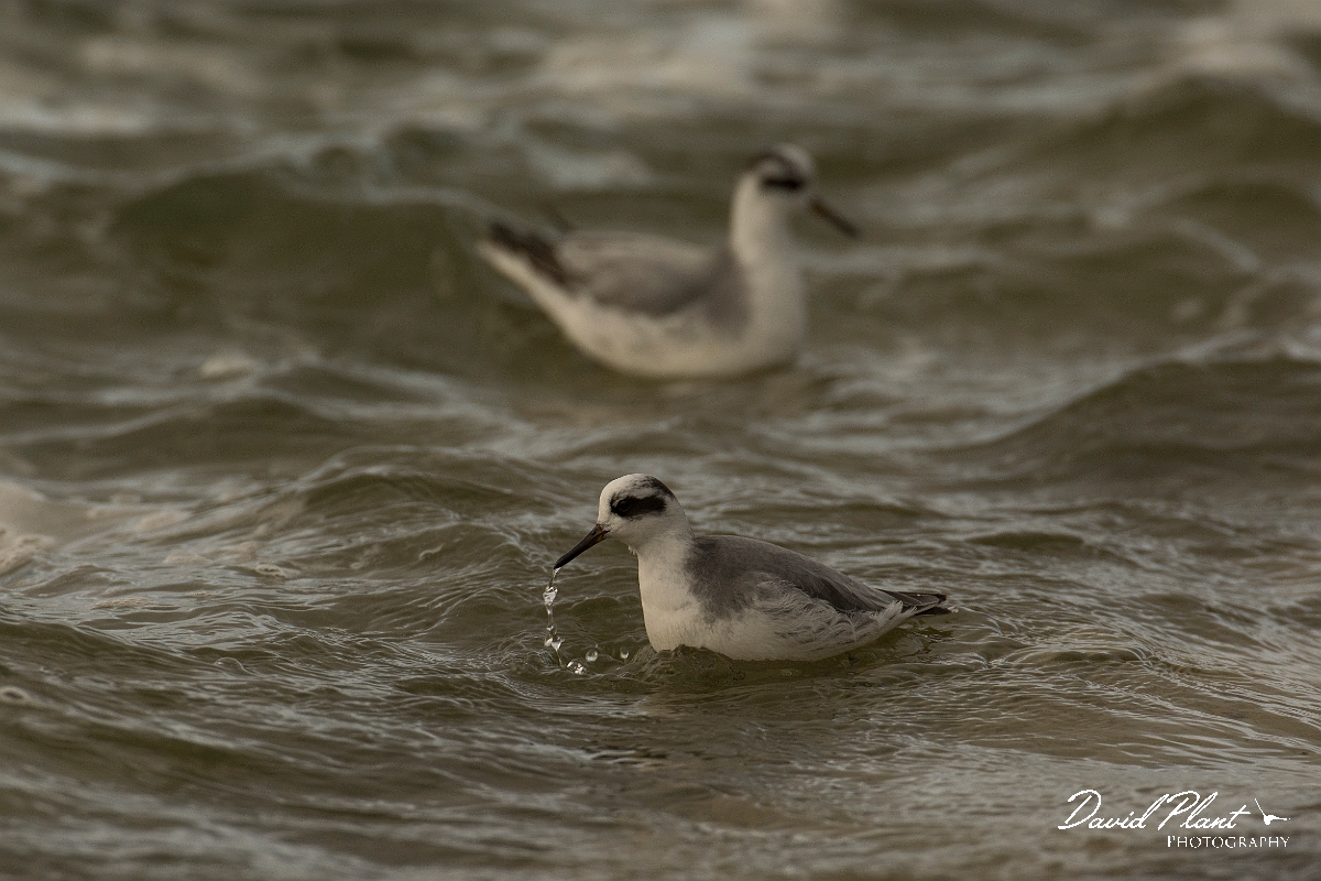David Plant Photography - Wildlife Photography - Grey phalarope - F.jpg - Grey phalarope duo - Oxfordshire