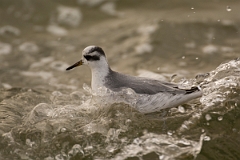 David Plant Photography - Wildlife Photography - Grey phalarope - A