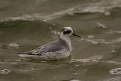 David Plant Photography - Wildlife Photography - Grey phalarope - B