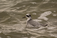 David Plant Photography - Wildlife Photography - Grey phalarope - D