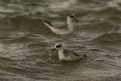 David Plant Photography - Wildlife Photography - Grey phalarope - F
