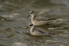 David Plant Photography - Wildlife Photography - Grey phalarope - G