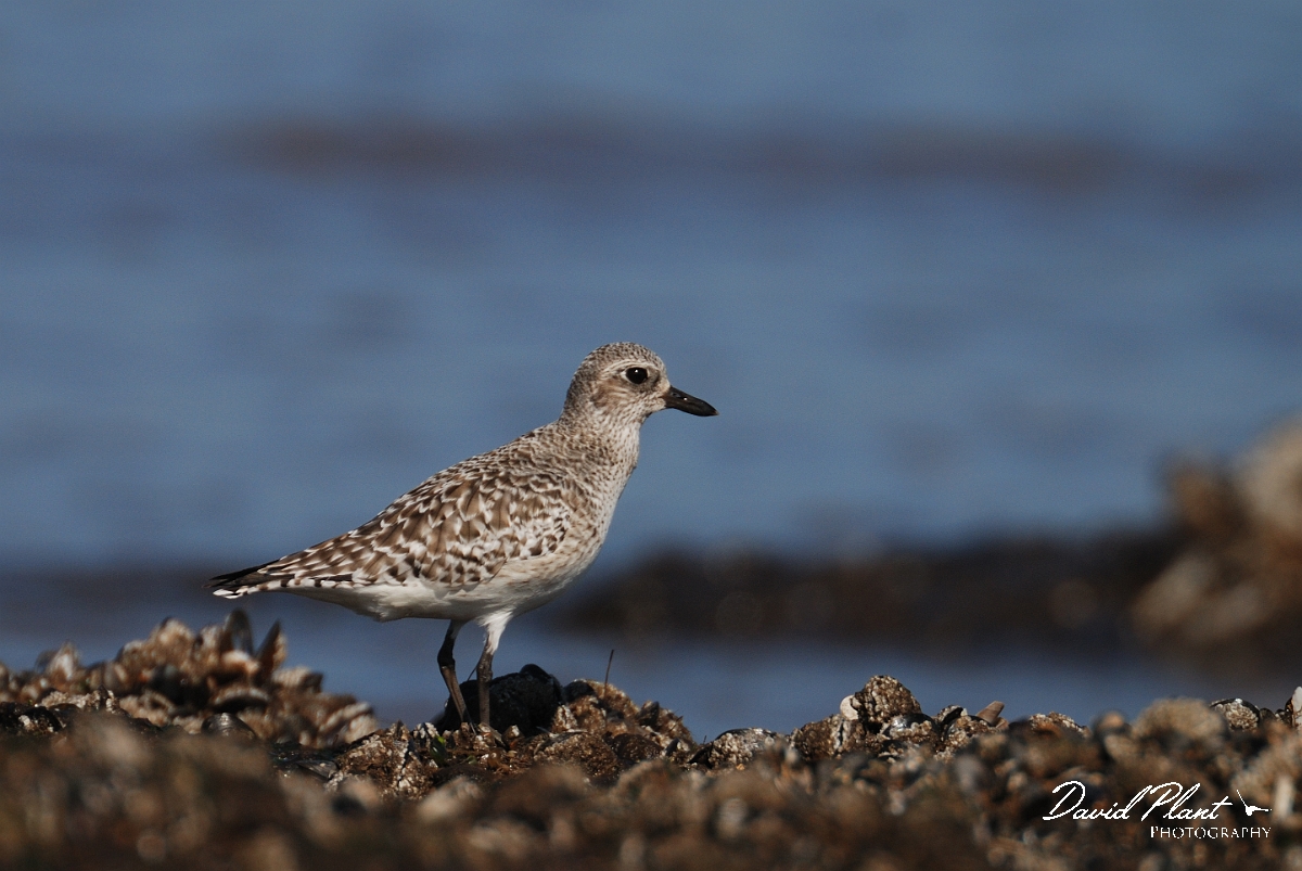 David Plant Photography - Wildlife Photography - Grey plover - C.jpg - Grey plover on mussel bed - Norfolk