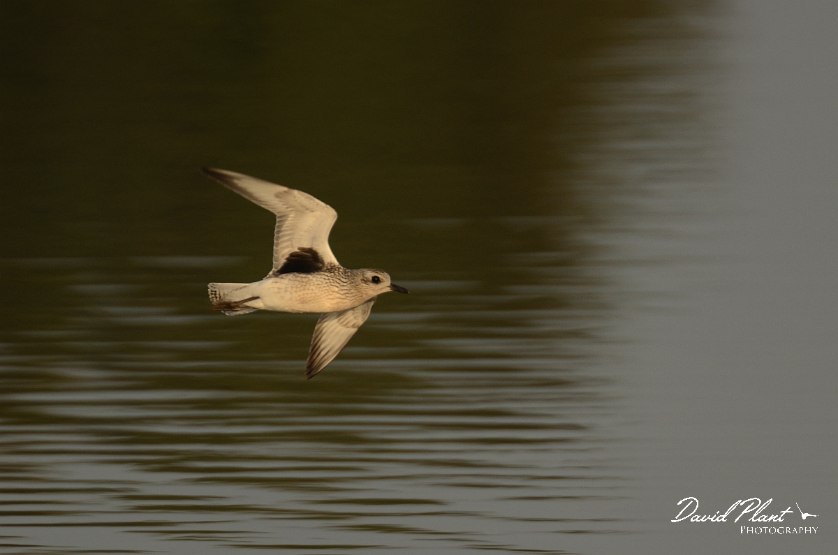 David Plant Photography - Wildlife Photography - Grey plover - E.jpg - Grey plover in flight - Norfolk