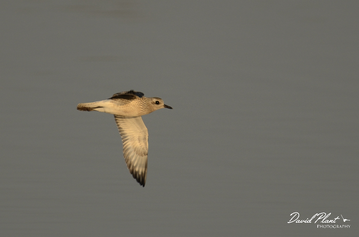 David Plant Photography - Wildlife Photography - Grey plover - F.jpg - Grey plover in flight - Norfolk