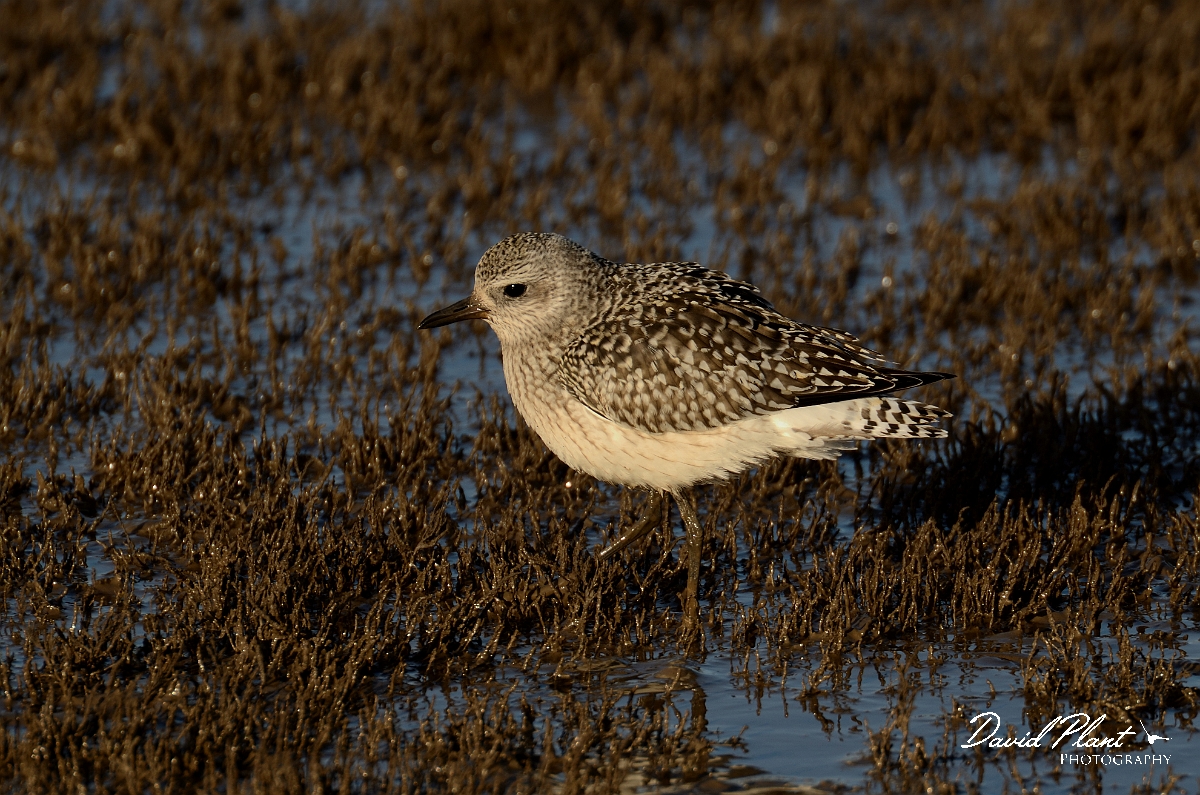 David Plant Photography - Wildlife Photography - Grey plover - H.jpg - Grey plover - Norfolk
