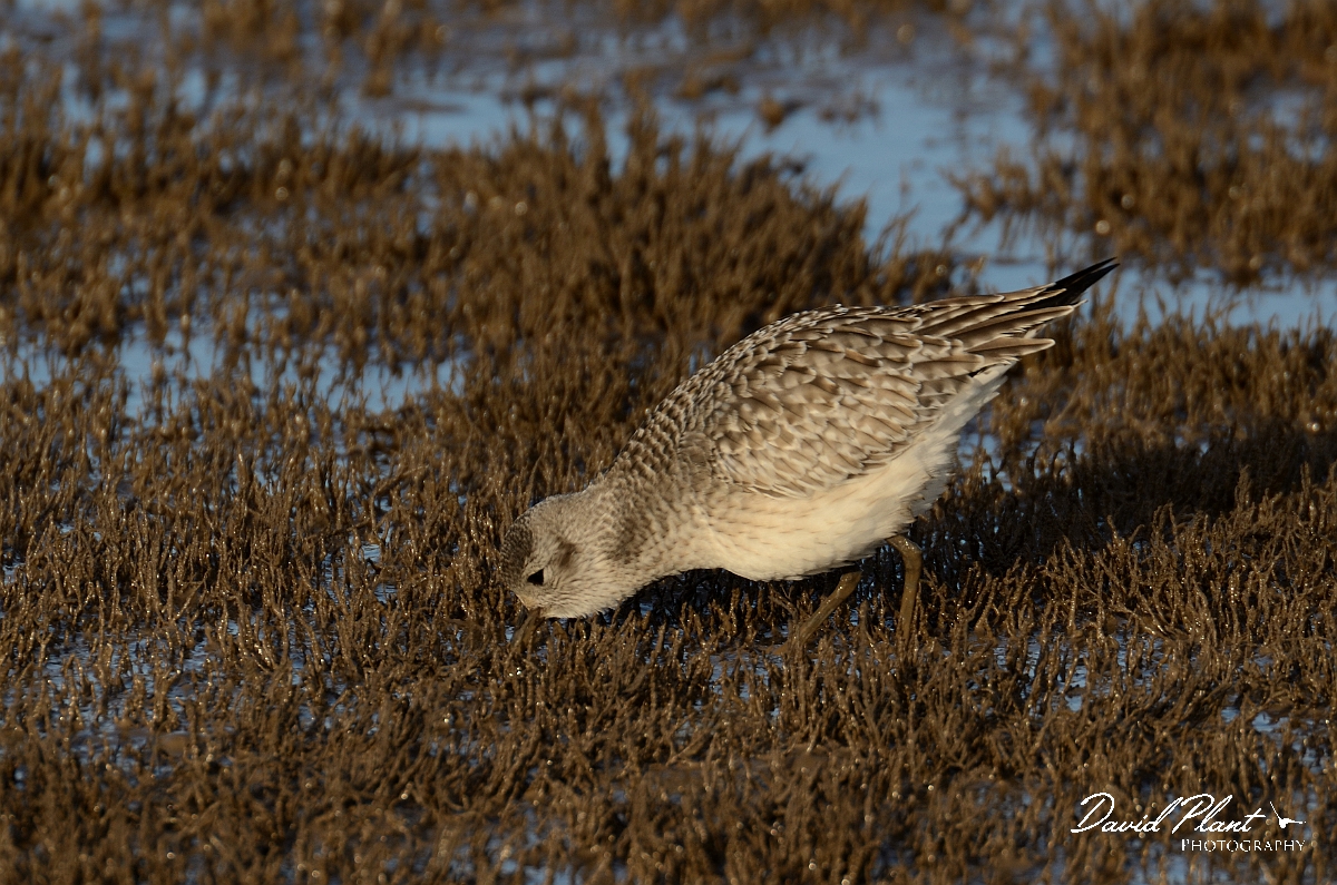 David Plant Photography - Wildlife Photography - Grey plover - I.jpg - Grey plover feeding on saltmarsh - Norfolk