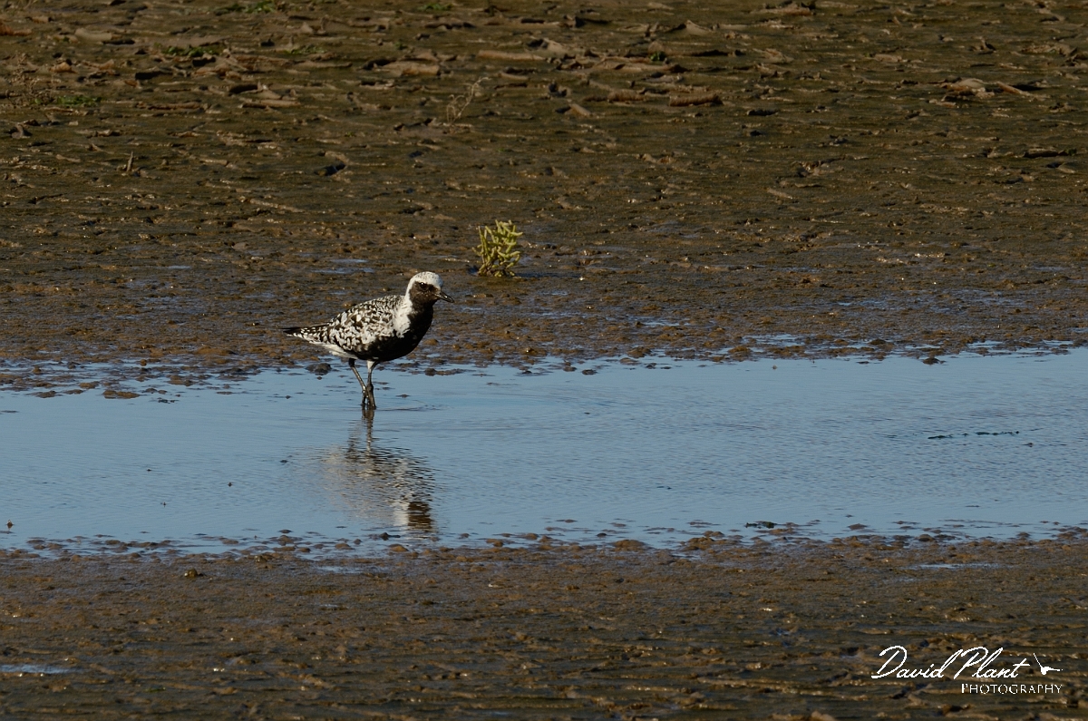David Plant Photography - Wildlife Photography - Grey plover - J.jpg - Grey plover in breeding plumage - Norfolk