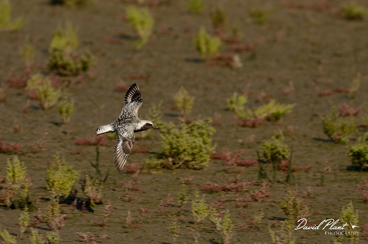 David Plant Photography - Wildlife Photography - Grey plover - K.jpg - Grey plover in breeding plumage in flight - Norfolk