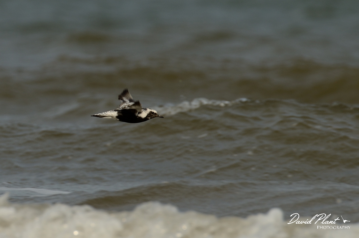 David Plant Photography - Wildlife Photography - Grey plover - M.jpg - Grey plover in breeding plumage in flight - Norfolk