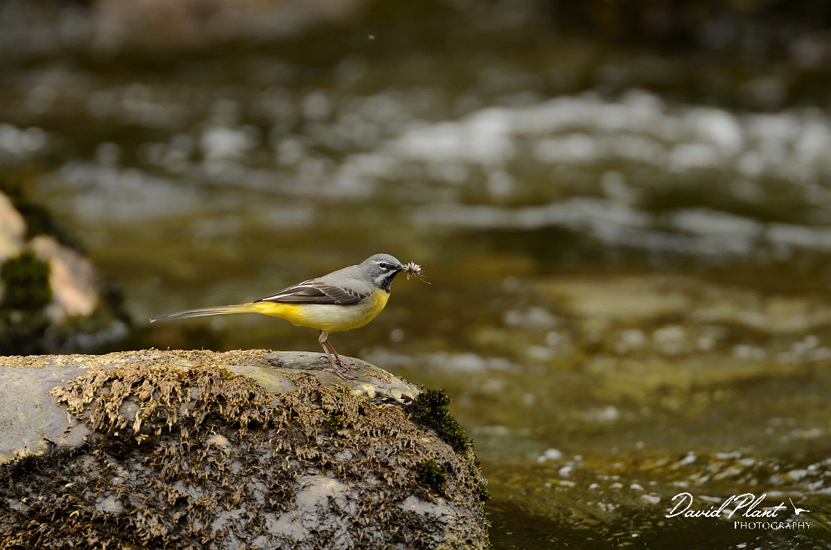 David Plant Photography - Wildlife Photography - Grey wagtail - E.jpg - Grey wagtail, male with food - Gwynedd