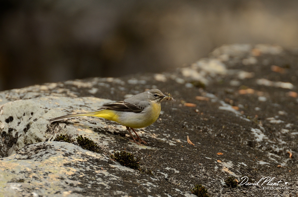 David Plant Photography - Wildlife Photography - Grey wagtail - G.jpg - Grey wagtail, female with food - Gwynedd
