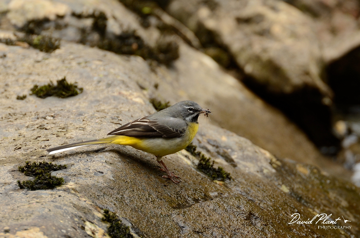David Plant Photography - Wildlife Photography - Grey wagtail - H.jpg - Grey wagtail, male with food - Gwynedd