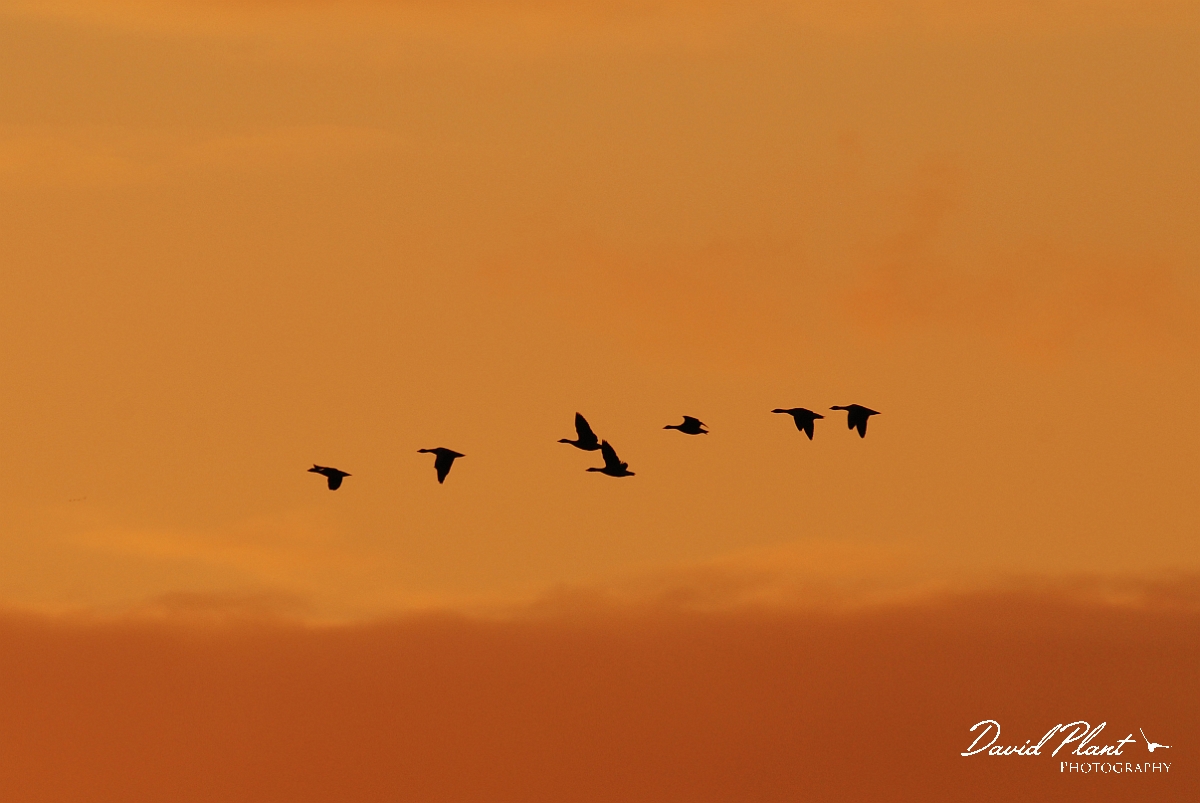 David Plant Photography - Wildlife Photographer - Greylag geese  at sunset - D.jpg - Greylag goose flock at sunset - Welney