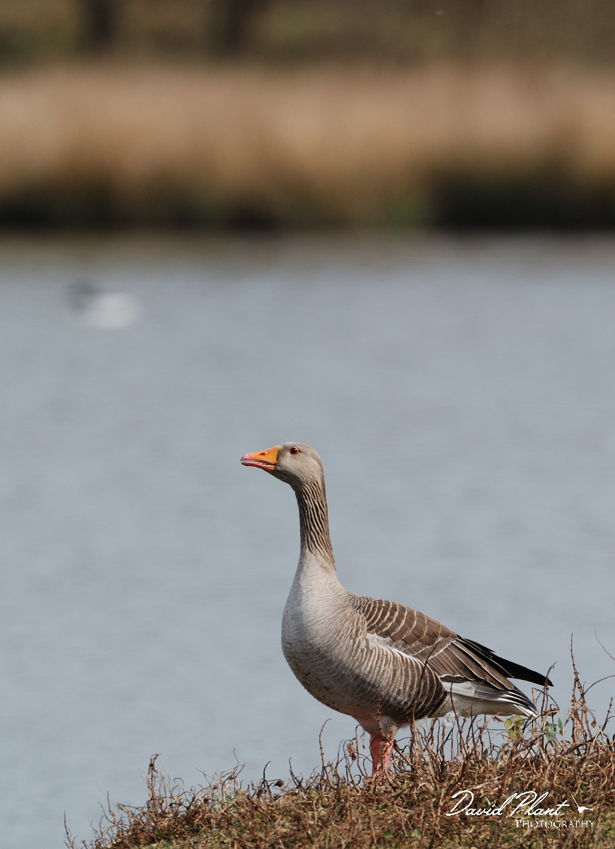David Plant Photography - Wildlife Photographer - Greylag goose - B.jpg - Greylag goose - Forest of Dean