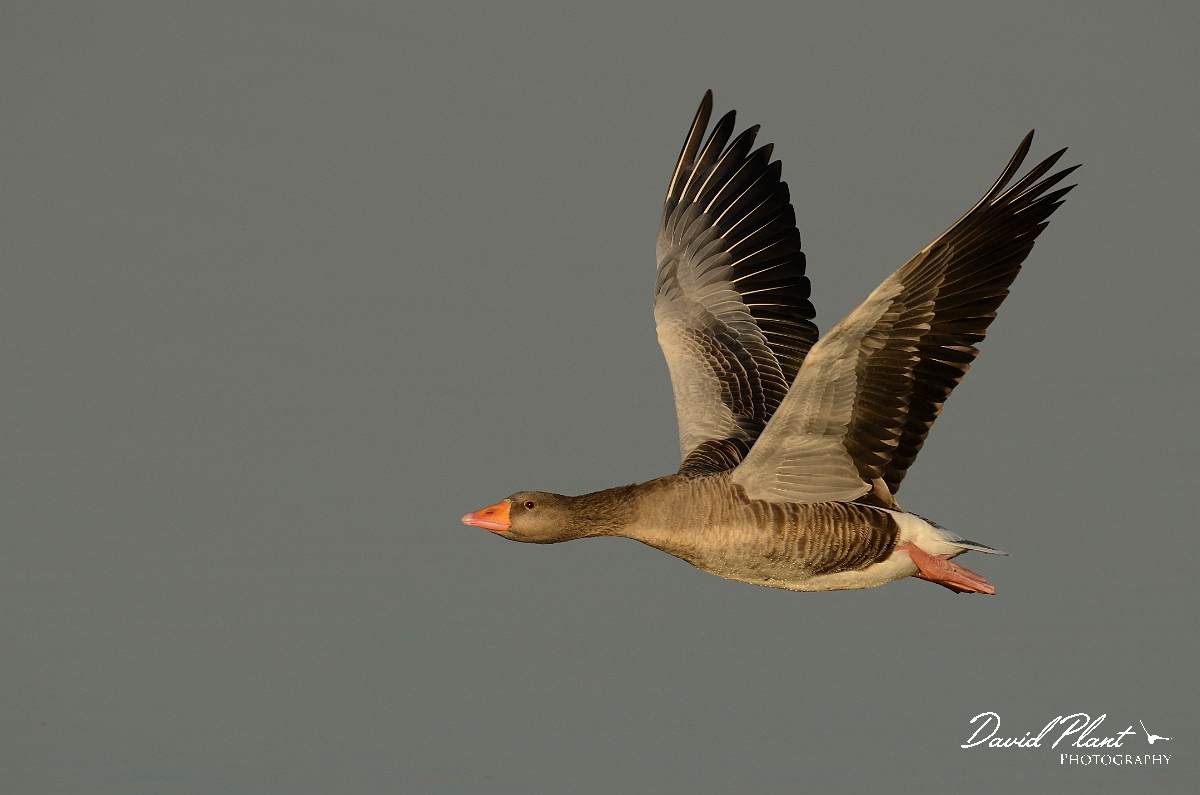 David Plant Photography - Wildlife Photography - Greylag goose - F.jpg - Greylag goose in flight - Norfolk
