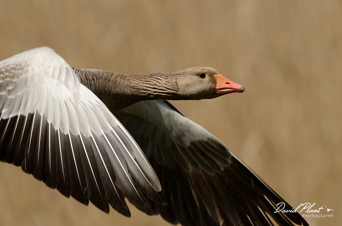 David Plant Photography - Wildlife Photography - Greylag goose - G.jpg - Greylag goose in flight - Cambridgeshire