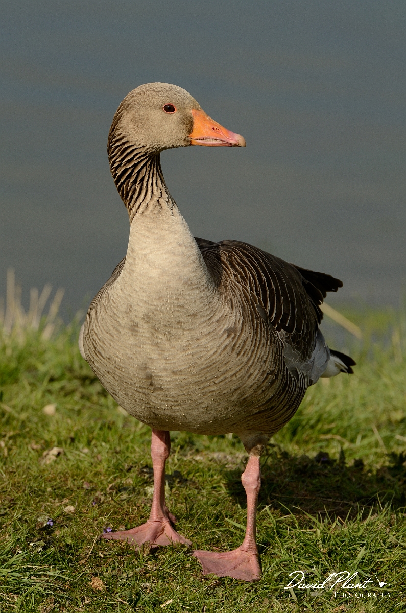 David Plant Photography - Wildlife Photography - Greylag goose - H.jpg - Greylag goose - Cambridgeshire