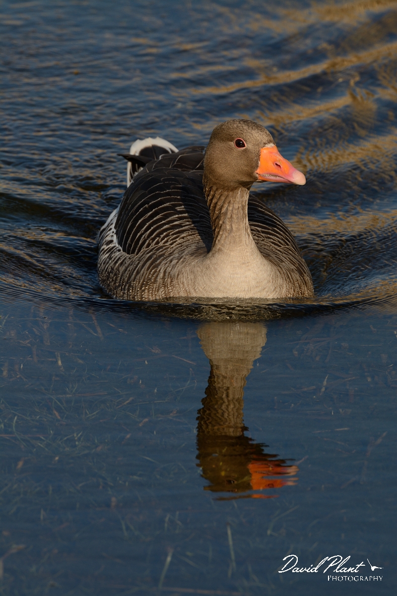 David Plant Photography - Wildlife Photography - Greylag goose - K.jpg - Greylag goose swimming - Cambridgeshire