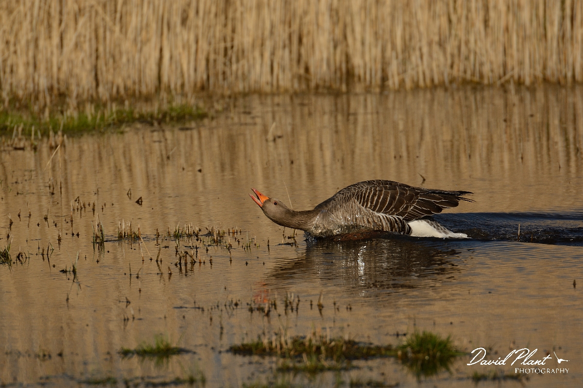 David Plant Photography - Wildlife Photography - Greylag goose - L.jpg - Greylag goose calling - Cambridgeshire