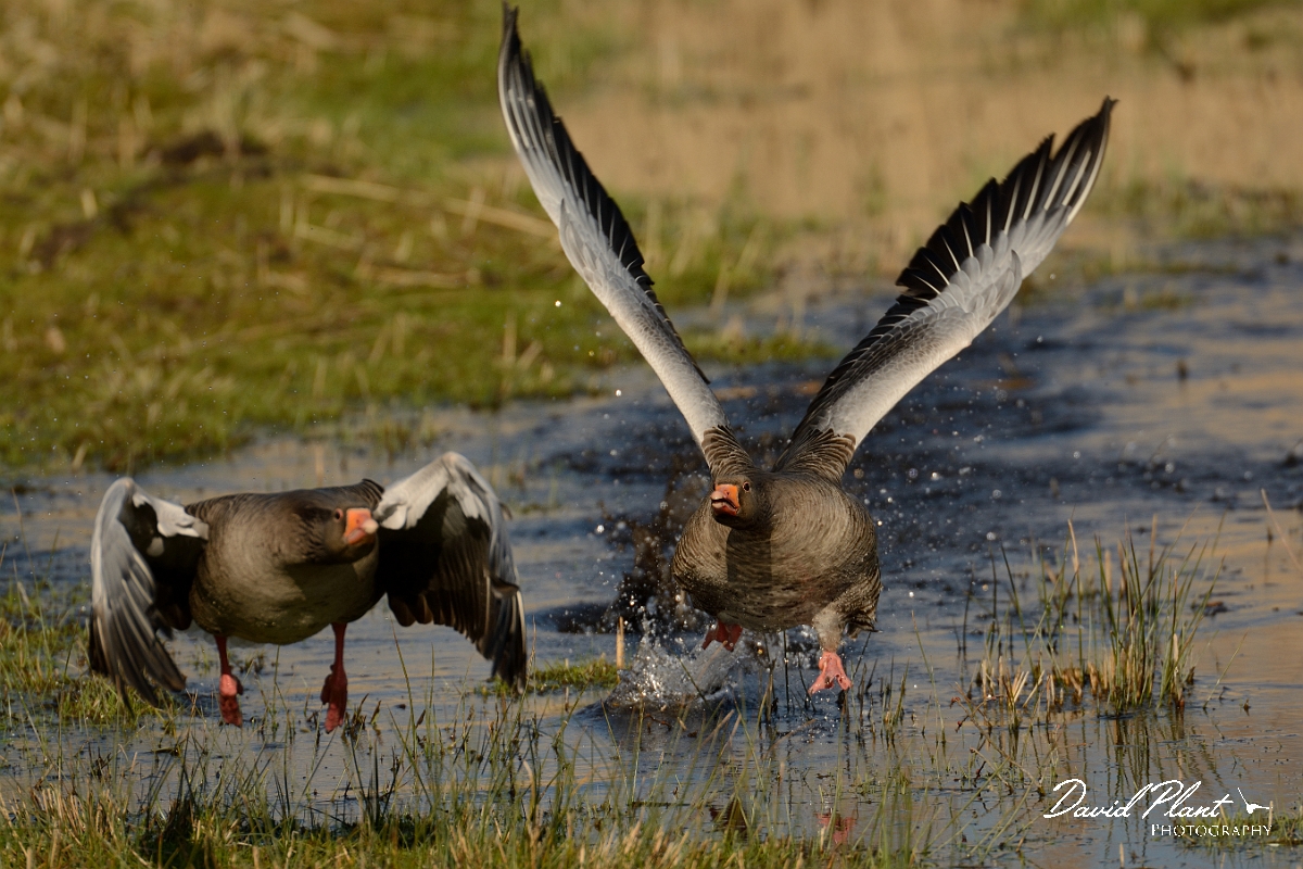 David Plant Photography - Wildlife Photography - Greylag goose - M.jpg - Greylag goose chase - Cambridgeshire