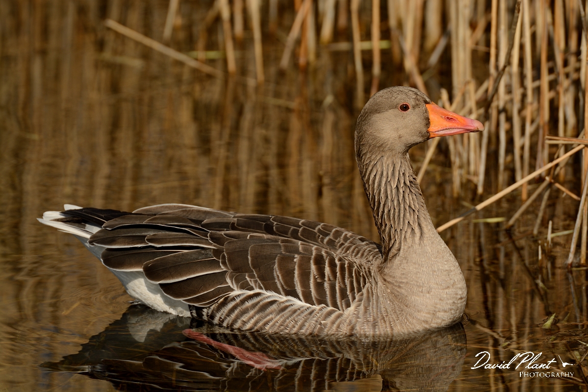 David Plant Photography - Wildlife Photography - Greylag goose - N.jpg - Greylag goose - Cambridgeshire