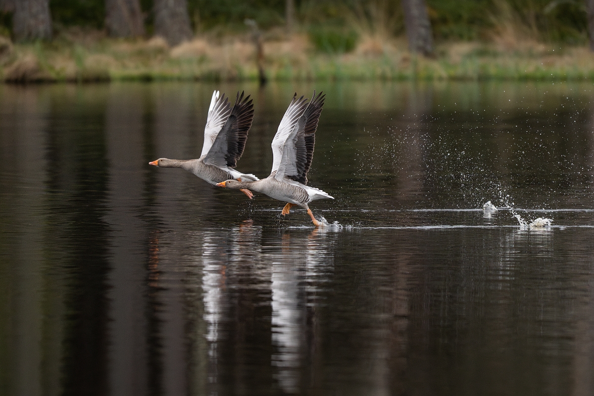 David Plant Photography - Wildlife Photography - Greylag goose - Q.jpg - Greylag goose - Cairngorms