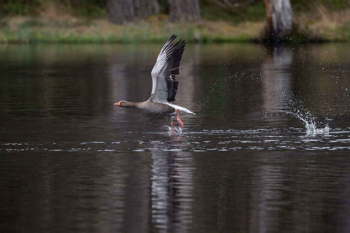 David Plant Photography - Wildlife Photography - Greylag goose - S.jpg - Greylag goose - Cairngorms