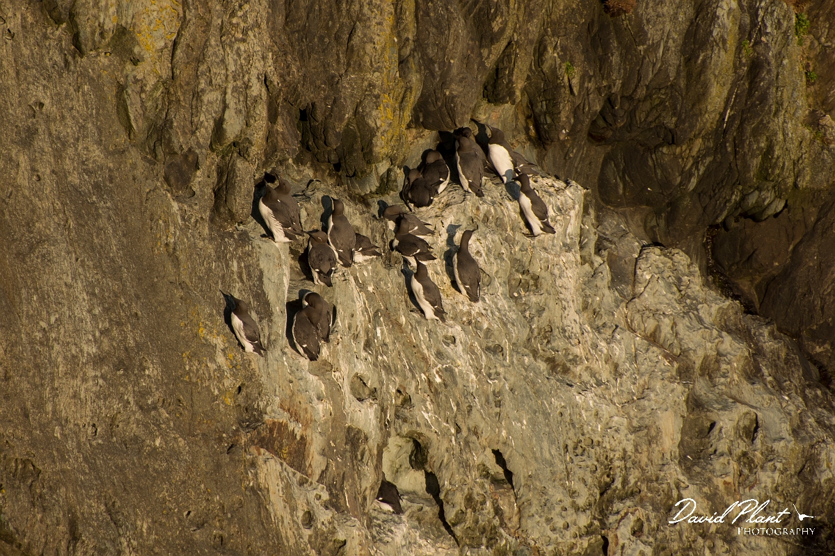 David Plant Photography - Wildlife Photography - Guillemot - A.jpg - Guillemot colony - Anglesey