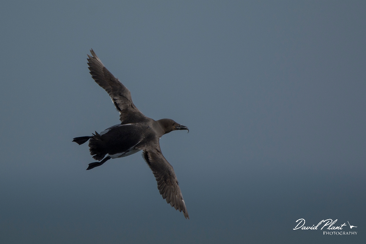 David Plant Photography - Wildlife Photography - Guillemot - D.jpg - Guillemot in flight - Anglesey
