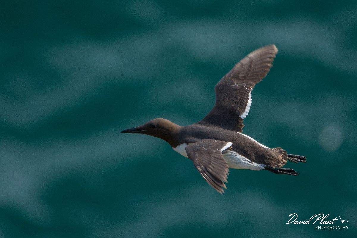 David Plant Photography - Wildlife Photography - Guillemot - E.jpg - Guillemot in flight - Anglesey